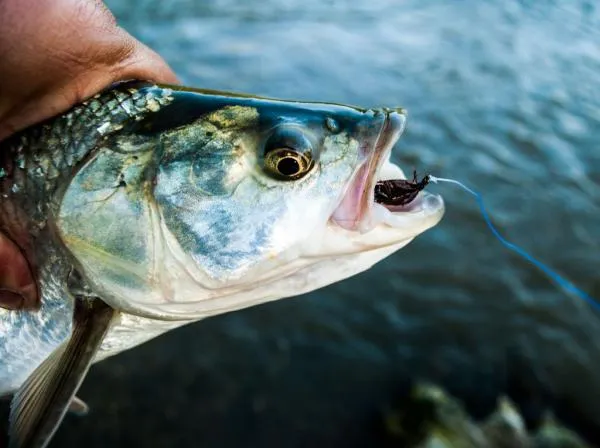 User submitted picture: Asp in the wet fly