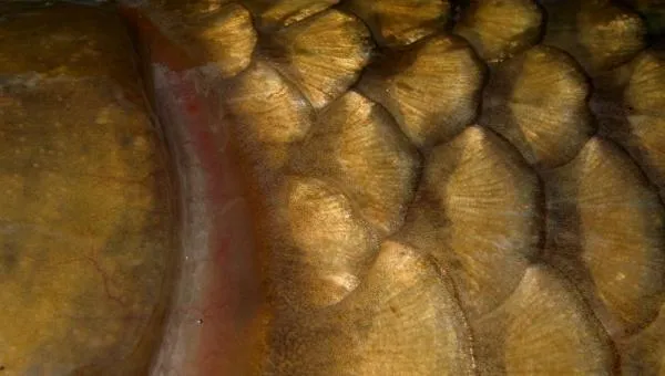 User submitted picture: The golden scales of a ca...