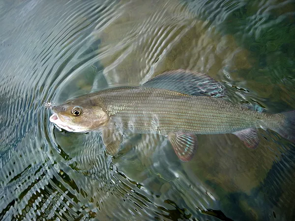 User submitted picture: Grayling taken on Griffit...