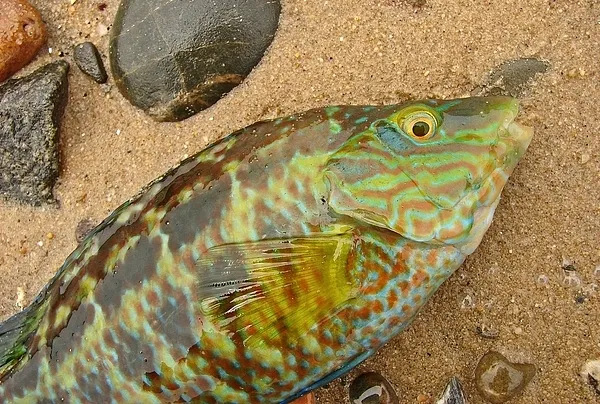 User submitted picture: This  Ballan wrasse was c...