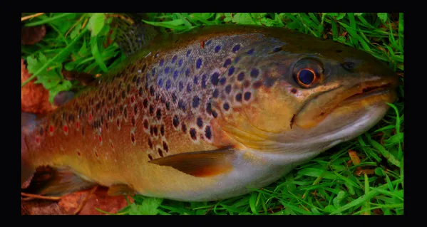 User submitted picture: perfect fish