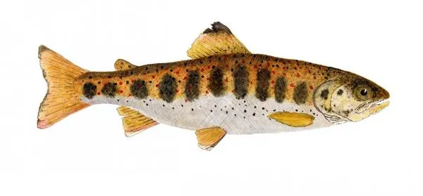 User submitted picture: Watercolor study of an Am...