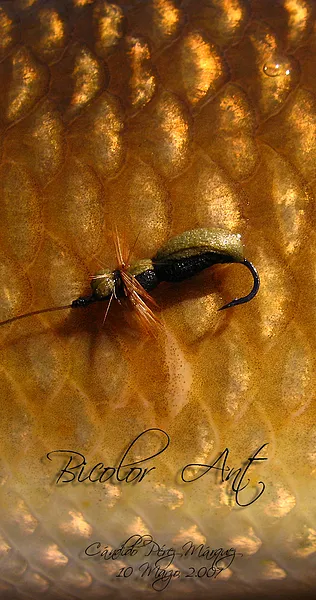 User submitted picture: Barbel & bicolor Ant.
Ba...