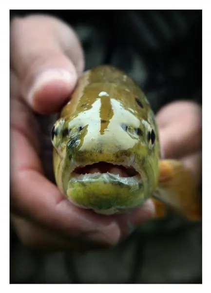 User submitted picture: Her Majesty the Trout