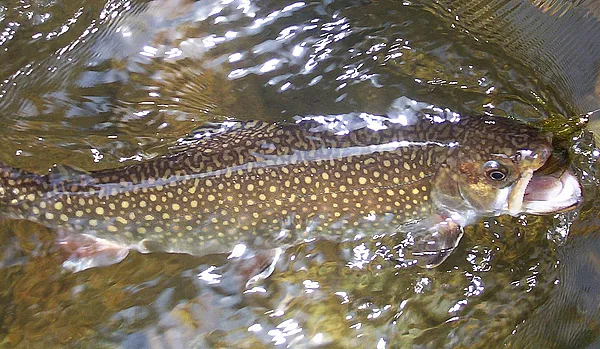 User submitted picture: Brook trout being landed