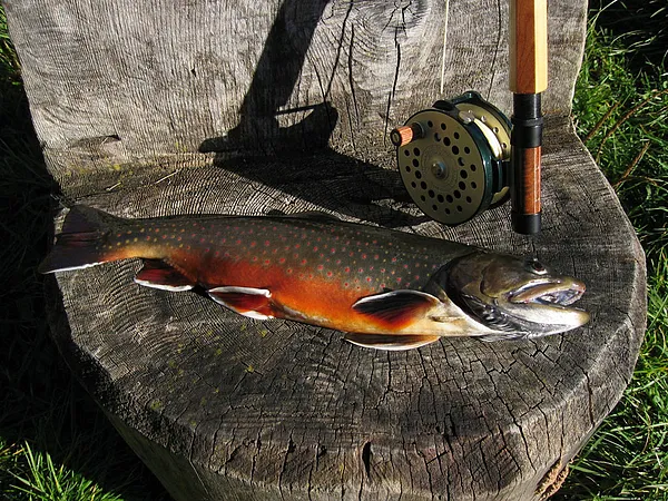 User submitted picture: Char (salvelinus alpinus)...