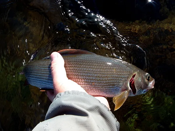 User submitted picture: Early morning Grayling ta...