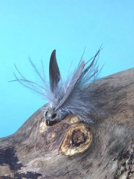 User submitted picture: This is "Rocky" the fly...