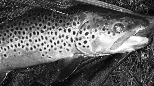 User submitted picture: Nice Brown Trout at the l...
