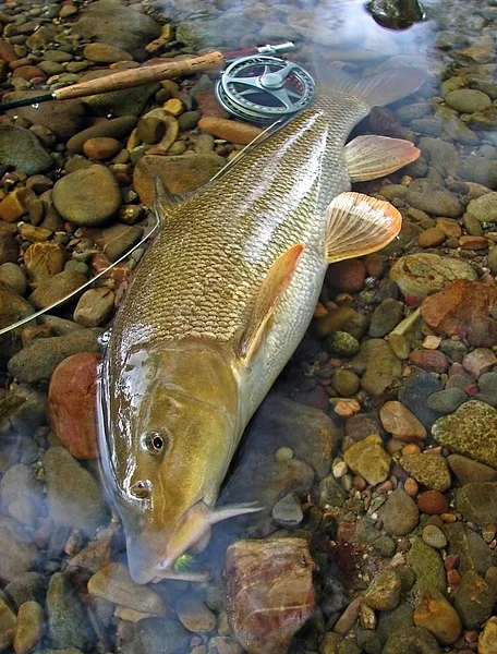 User submitted picture: This barbel was taken in ...