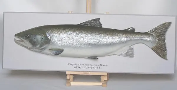 User submitted picture: 43'' Atlantic Salmon fr...