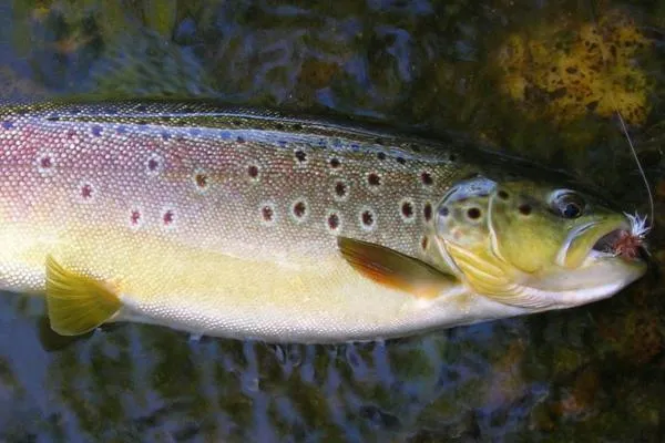 User submitted picture: A Farmington River Brown ...