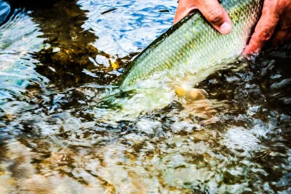 User submitted picture: Go home my friend