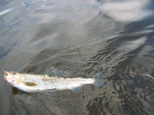 User submitted picture: A River Eden Grayling cau...