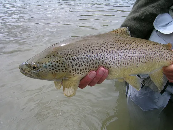 User submitted picture: This brown trout has put ...