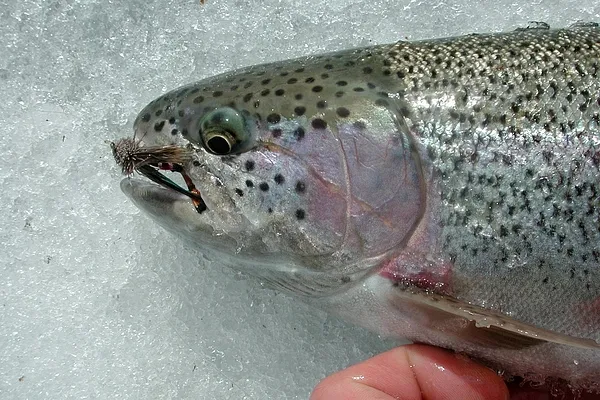 User submitted picture: From the Ice.  Taking 18...