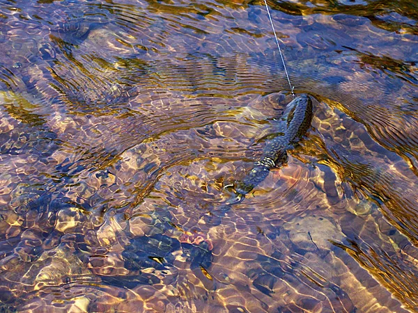 User submitted picture: A nice little YellowDog N...