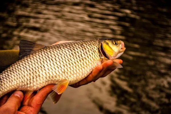 User submitted picture: Golden Chub