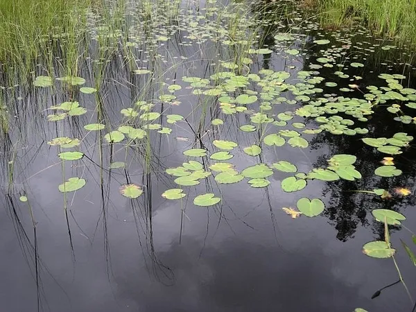 User submitted picture: Lily Pads, in Adirondack ...