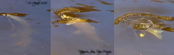 User submitted picture: Taking the fly