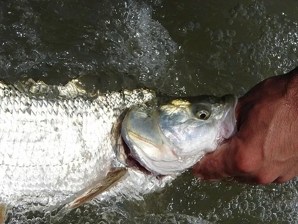 User submitted picture: Asp in the water