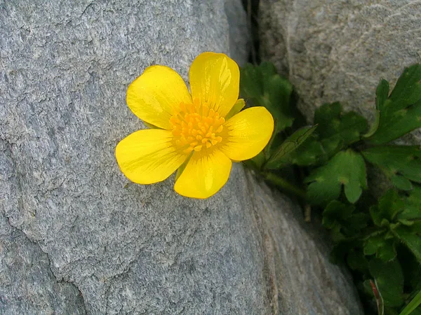 User submitted picture: It may be a single small ...