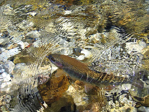 User submitted picture: Rainbowtrout from south C...