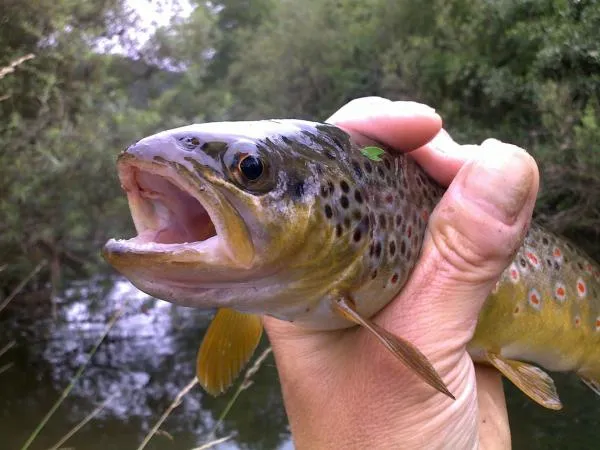 User submitted picture: Small but beautifull brow...