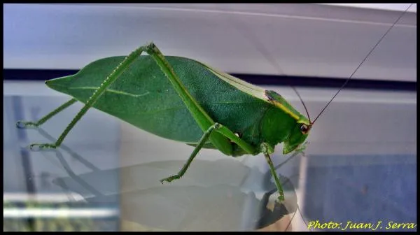 User submitted picture: Leaf bug. Just on my home...