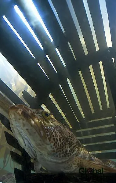 User submitted picture: Fish in a trap.  Taken wi...