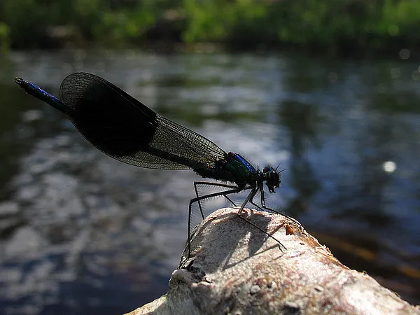 User submitted picture: Blue Metal Jacket