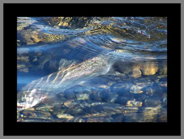 User submitted picture: nikonF70