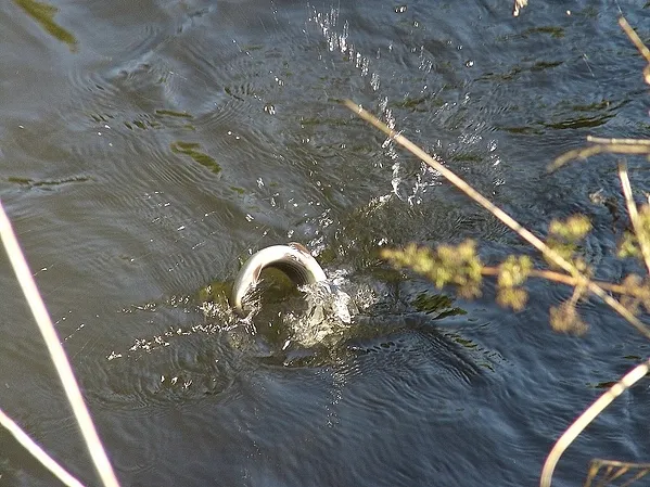 User submitted picture: Fighting Grayling