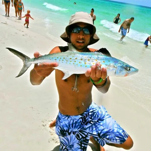 User submitted picture: Spanish Mackerel on a Bei...